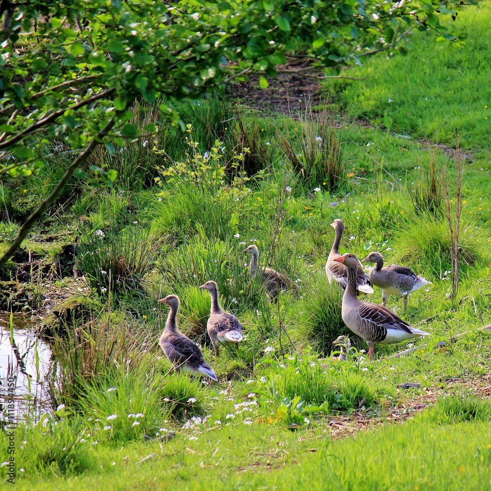 Geese with their goslings at the lake shore
Geese with their goslings at the lake shore