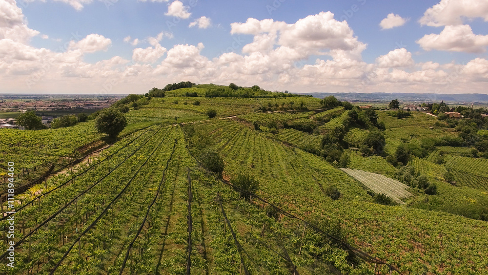 The vineyards on the Italian hills. The vineyards on the Italian hills.