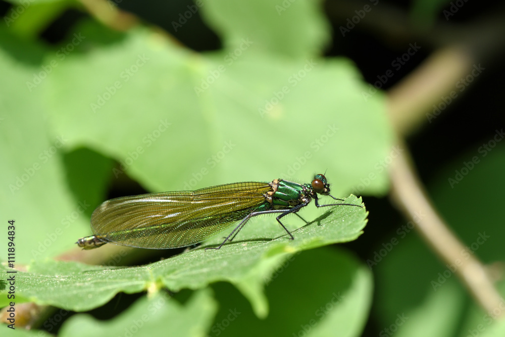 Naklejka premium Prachtlibelle