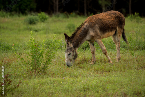 Donkey grazing in green pasture