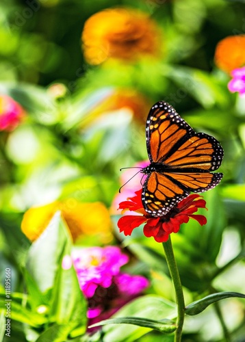 Monarch butterfly perched on flower in garden