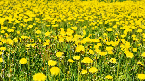 Flowering yellow dandelions on a green lawn