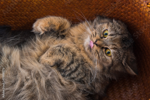 Cute persian cat