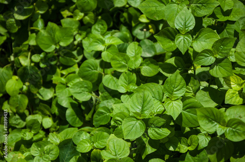 Wallpaper Mural great green bush in the forest Torontodigital.ca