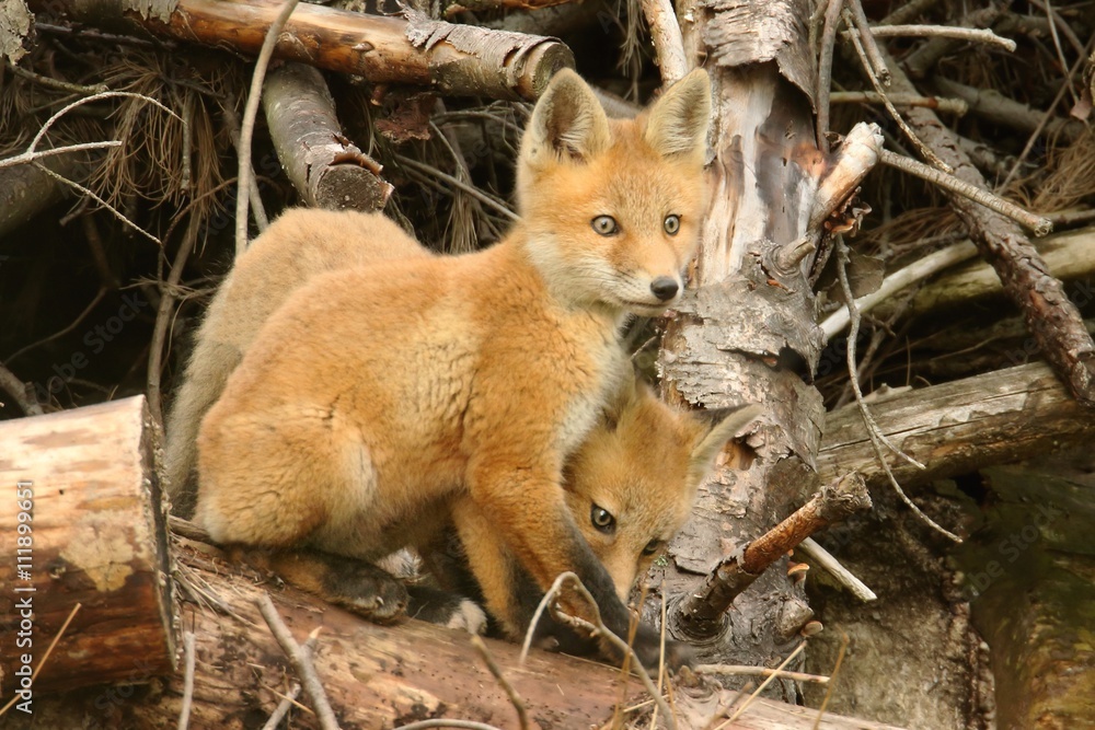 Obraz premium Red Fox Kits