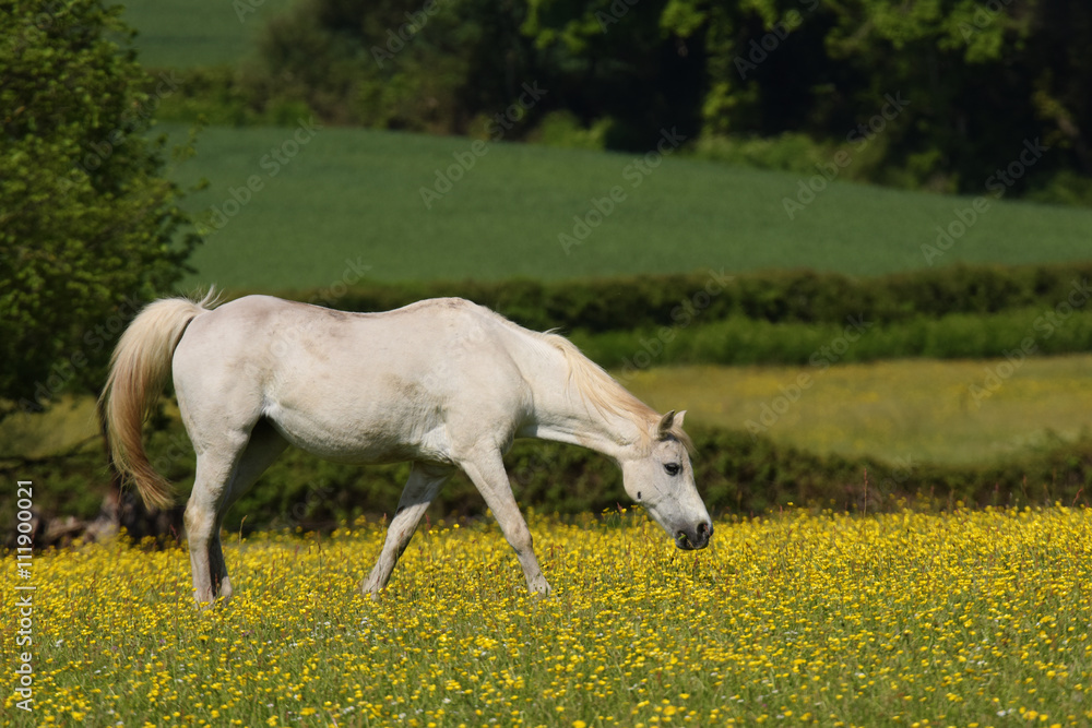 Obraz premium Horse, Horses - English Village
