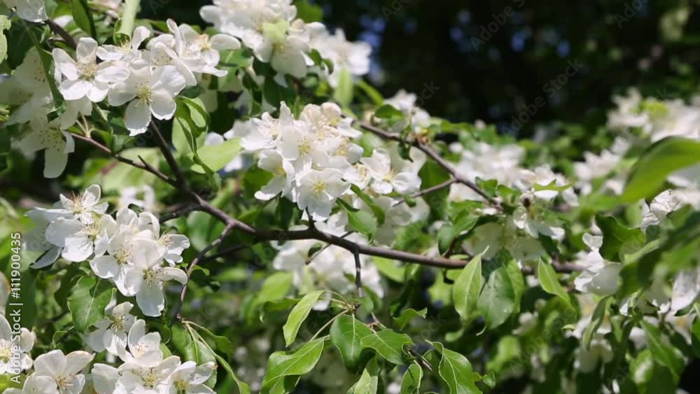 Branches of a blossoming wild apple trees swaying in the wind. Branches of a blossoming wild apple trees swaying in the wind.