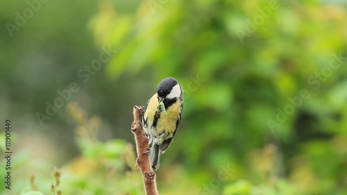 Great tit, on a branch with green caterpillar in beak
