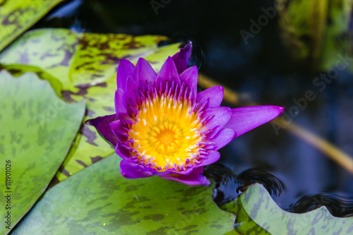 violet waterlily or lotus flower blooming on pond