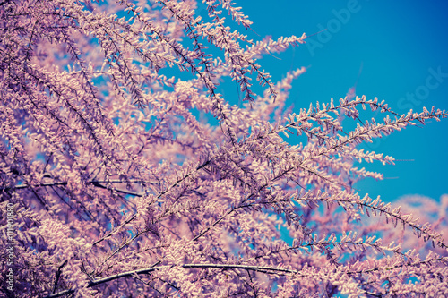 Blossoming Tamaricaceae branches against blue sky. Tamarix meyeri boiss. photo