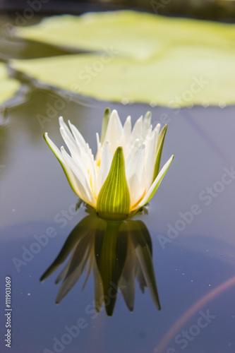 white waterlily or lotus flower blooming on pond