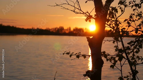 Silhouette of tree on shore of lake at sunset