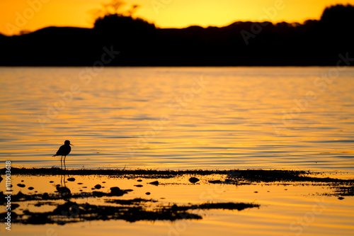 a bird wading on a lake edge at sunset