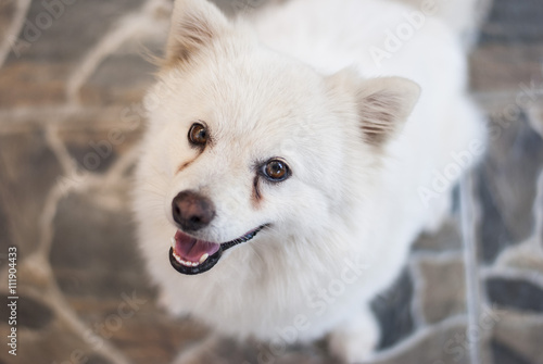 Papier peint Young Japanese Spitz looks at you