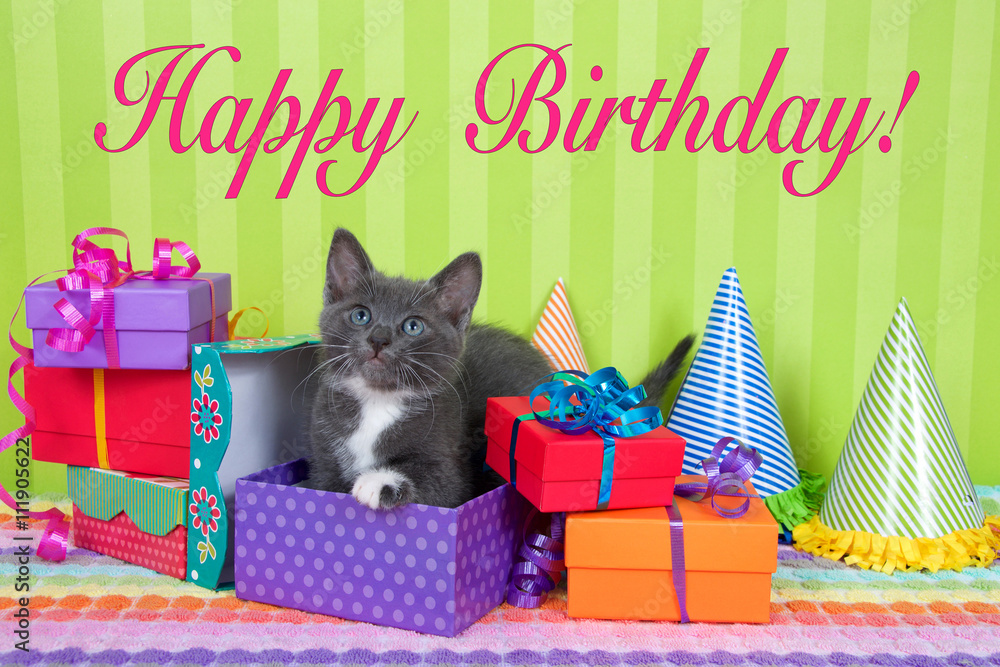 two month old gray and white tabby kitten peeking out of birthday ...
