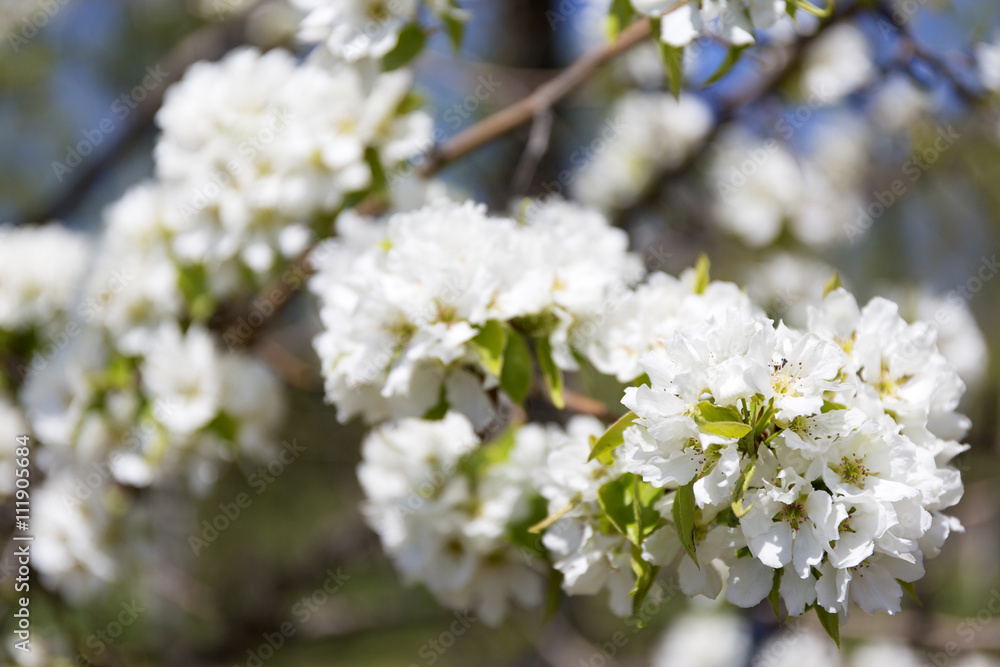 Beautiful flowering apple trees.