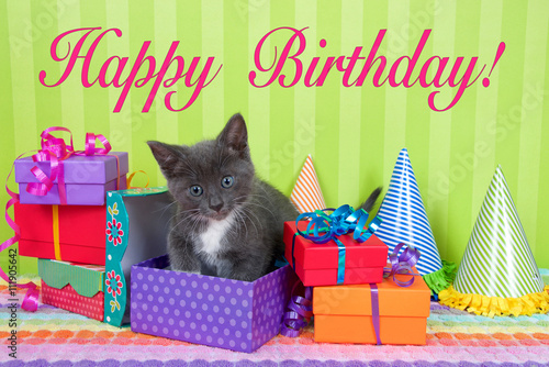 Canvas Print two month old gray and white tabby kitten peeking out of birthday present in a p