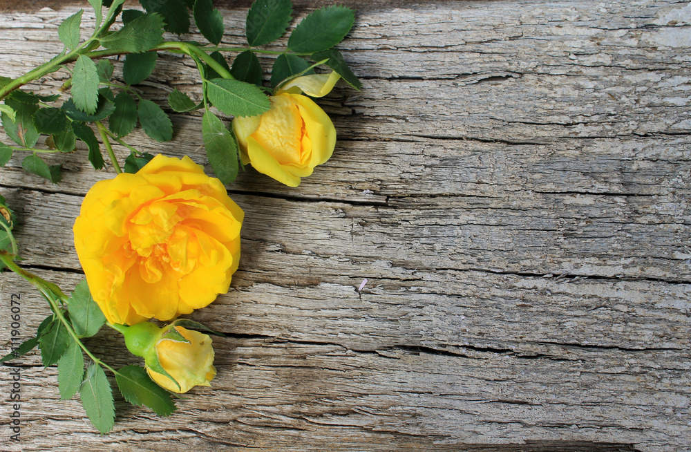 Yellow rose on wooden background