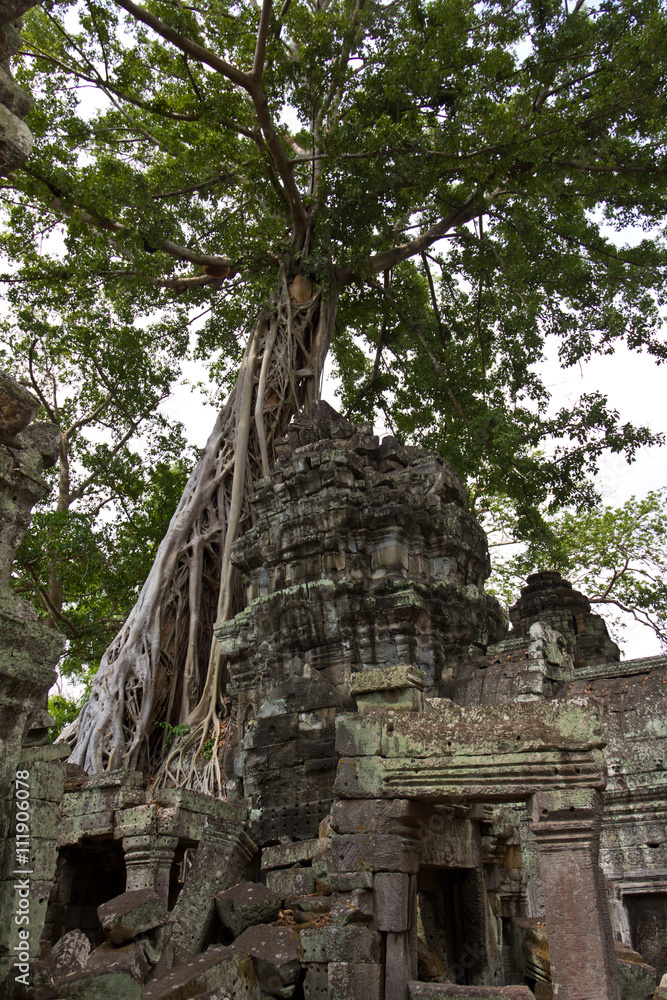 Tree roots covering remains of Ta Phrom