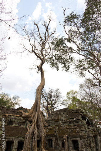 Fotografie Large tree growing on Ta Phrom