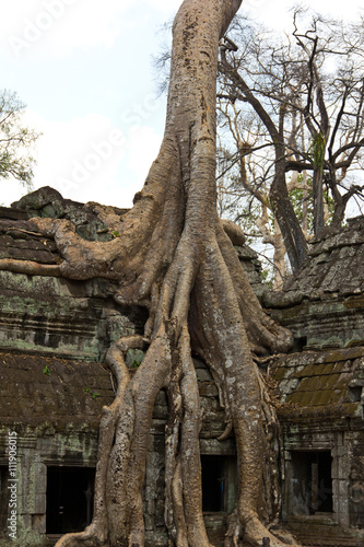 Tree roots taking over Ta Phrom