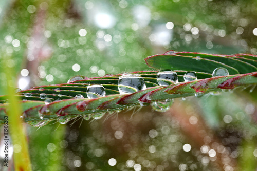 Mimosa pudica dew on the leaves in the morning.