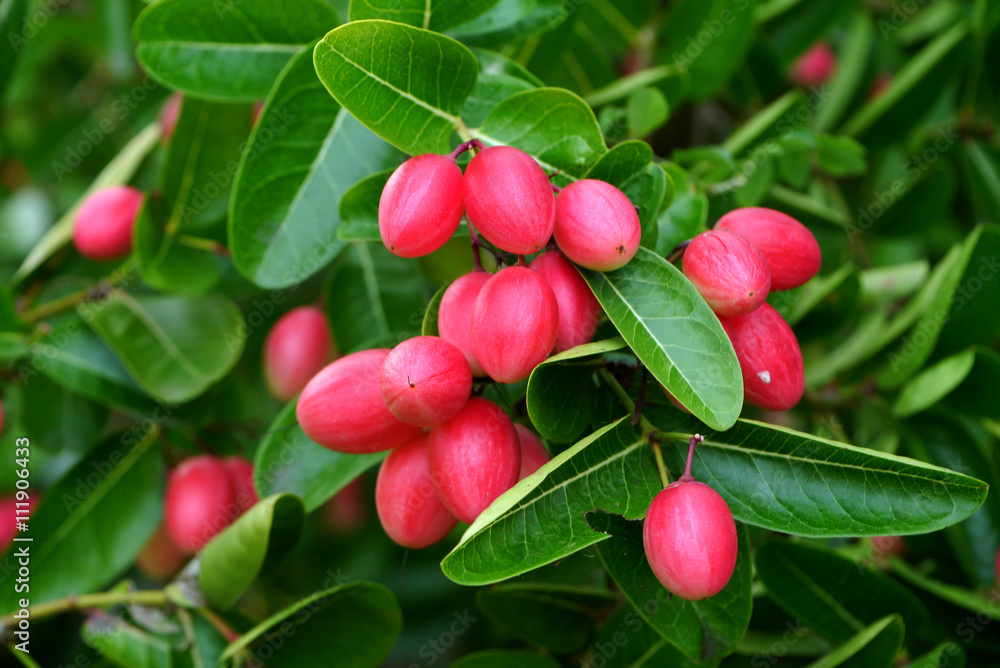 Super fruit on tree. Super fruit on tree.