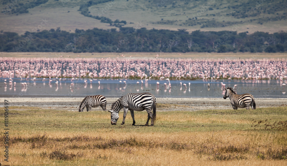 Fototapeta premium Obszar Chroniony Ngorongoro