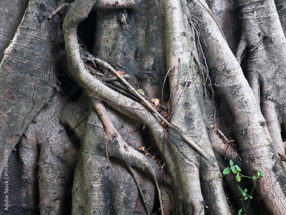 texture of the root form old giant tree