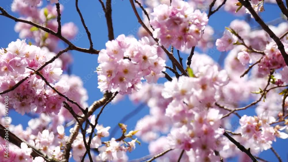 Close up of Sakura (Cherry Blossom)

