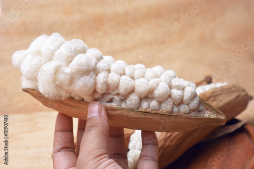 hand holding white cotton from dry kapok fruit