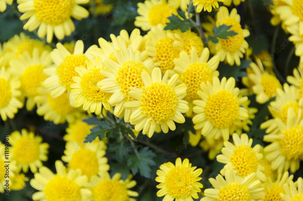 黄色い花 黄色い花