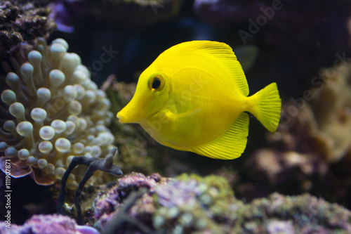 Yellow Tang fish in a reef aquarium
