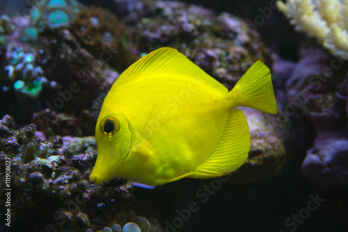 Yellow Tang fish in aquarium