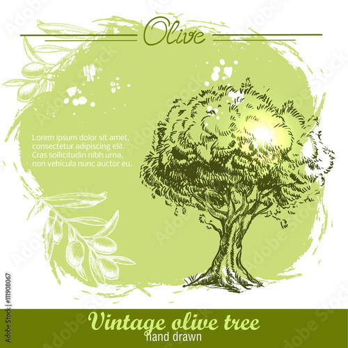 Vintage hand drawn olive tree and olive branch on watercolor background