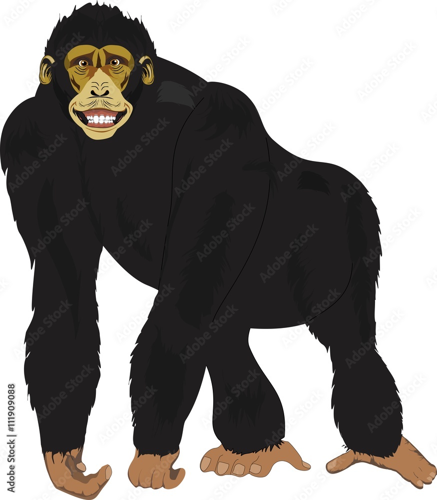 Black Chimpanzee , on standing pose, isolated vector image