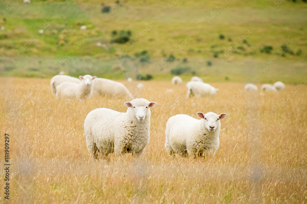 Sheep at a pasture in New Zealand Sheep at a pasture in New Zealand