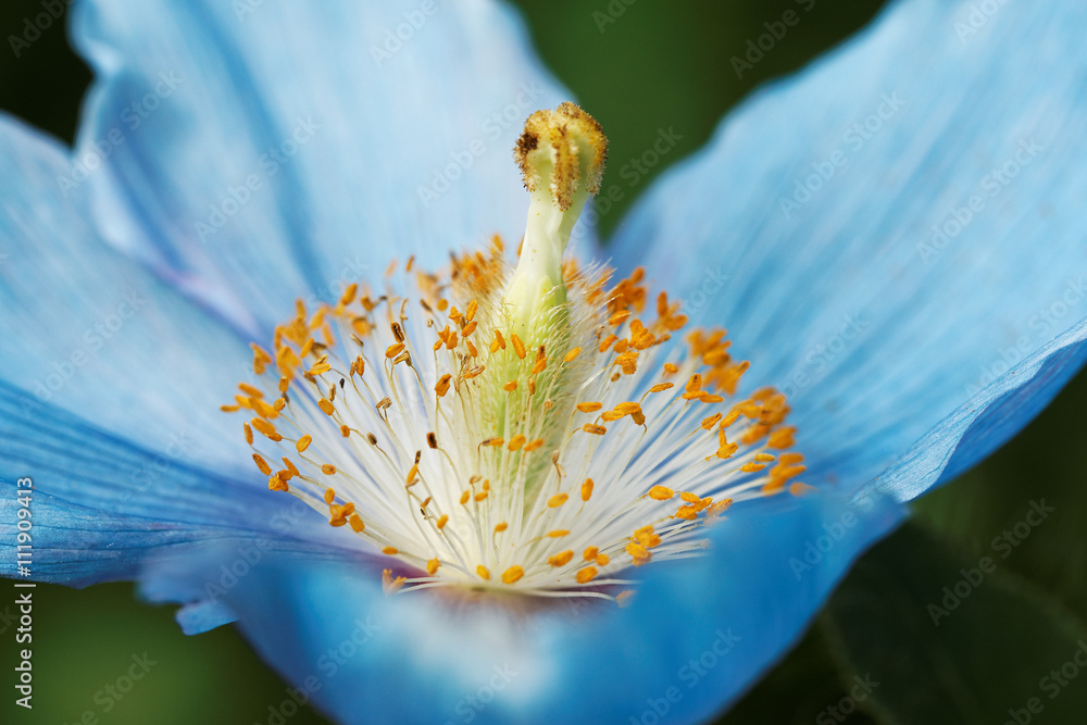 Obraz premium Himalayan blue poppy flower(Meconopsis), in natural garden