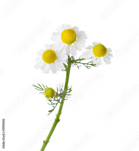 Fototapeta Naklejka Na Ścianę i Meble -  Chamomiles isolated on white background.