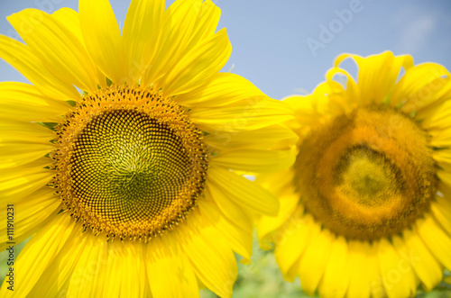 closeup Sunflowers blooming against