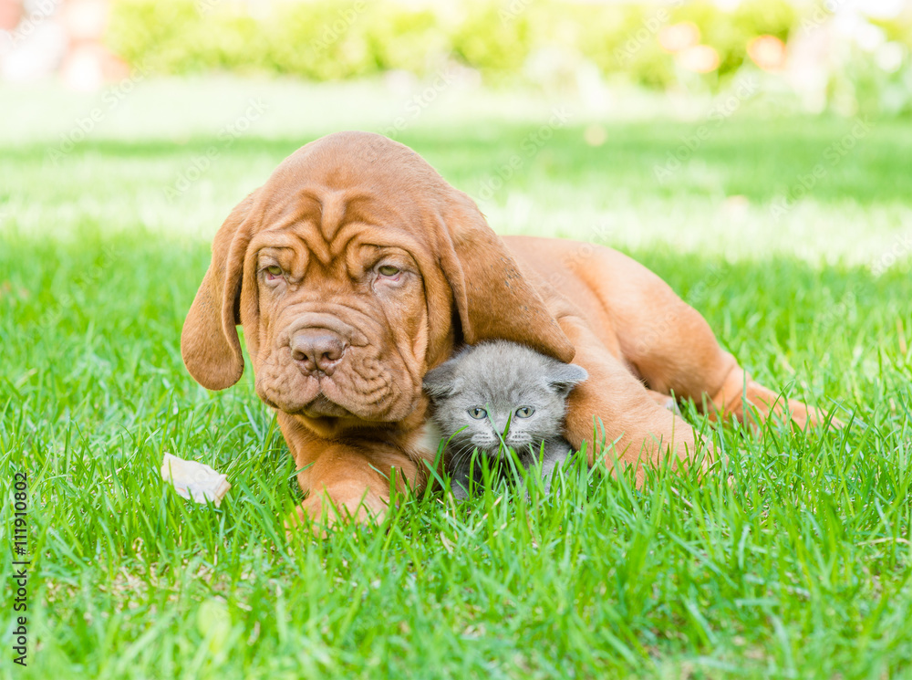 Bordeaux puppy hugging a kitten on the green grass Bordeaux puppy hugging a kitten on the green grass