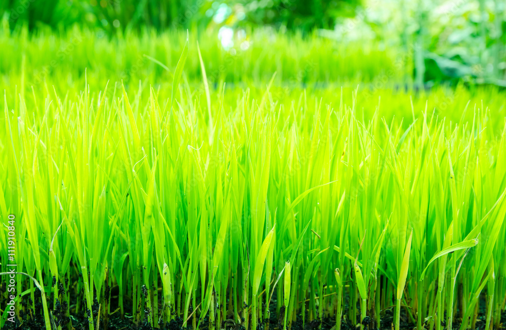 Obraz premium Beginning of a rice plant