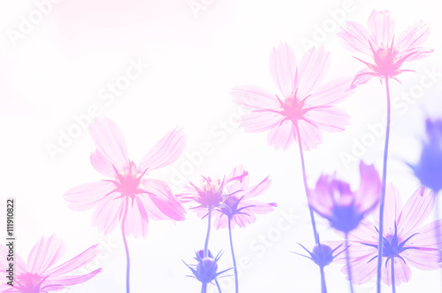 beautiful bloom cosmos flower with color filter