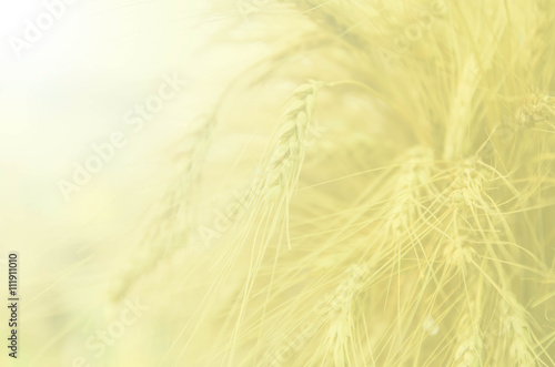 Wheat field background with color filter