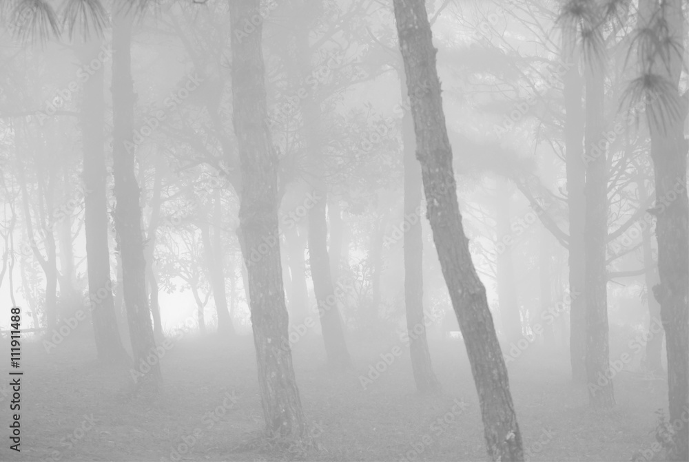 Naklejka premium Tree forest abstract fine art blur black and white background texture (Mysterious concept)