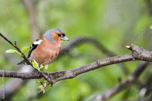 Common chaffinch