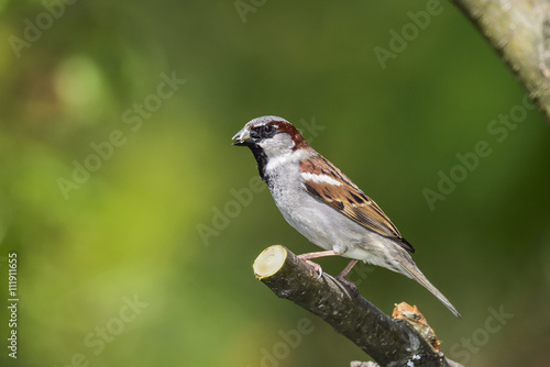 House sparrow © hakoar