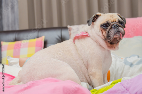 Fototapeta Naklejka Na Ścianę i Meble -  Pug Dog Sitting and Adorable on bed with tongue out