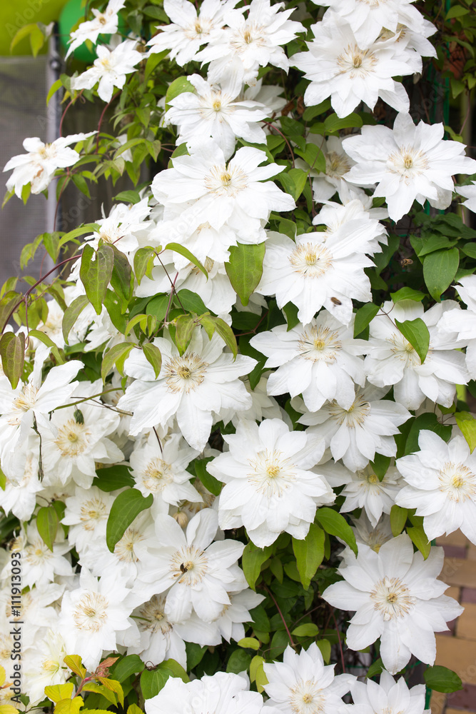 Obraz premium Clematis flowers completely covering a fence in home garden.