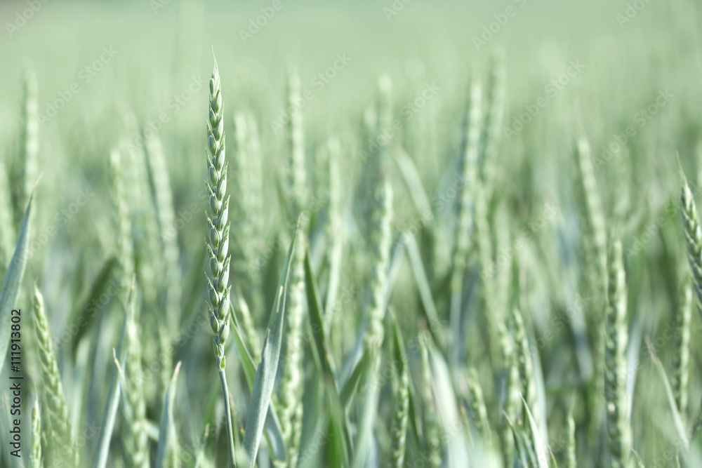 green wheat field green wheat field